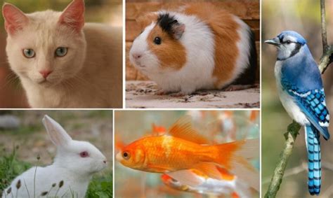 Selecting Healthy Goldfish Breeds