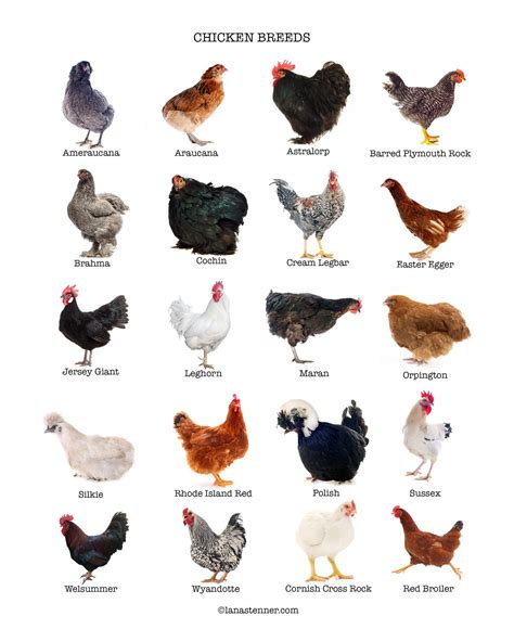 Selecting the Ideal Chicken Breeds