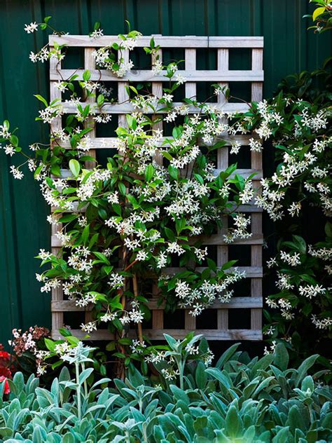 Selecting the Ideal Climbing Plants to Enhance Your Outdoor Oasis