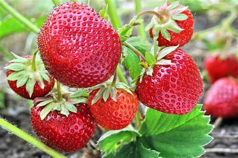 Selecting the Ideal Strawberry Varieties for Your Garden