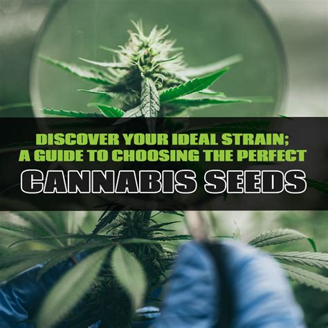 Selecting the Perfect Cannabis Strain for Cultivation