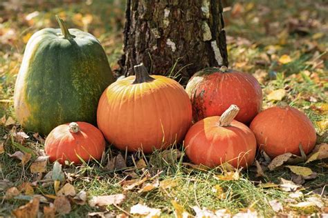 Selecting the Right Pumpkin: Size, Shape, and Color Matters