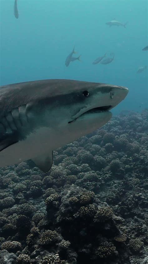 Sharks as Formidable Predators: Unveiling Their Symbolic Importance