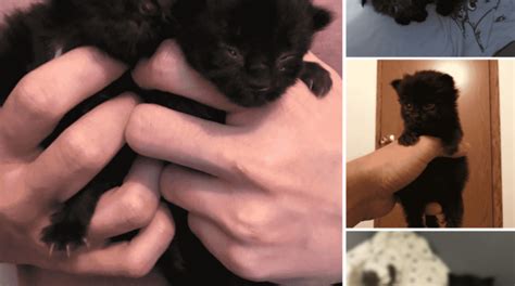 Showing Care and Building a Bond during Nurturing the Tiny Feline