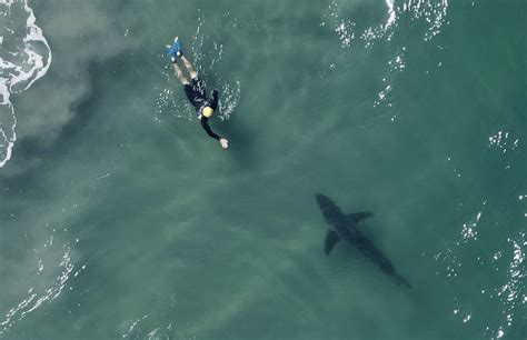 Sightings of Aerial Predators: Are Sky Sharks Real or Just Fiction?