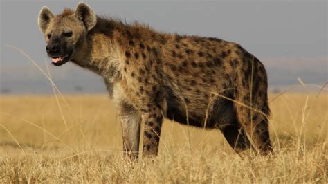 Significance of Dreaming about a Hyena Laughing