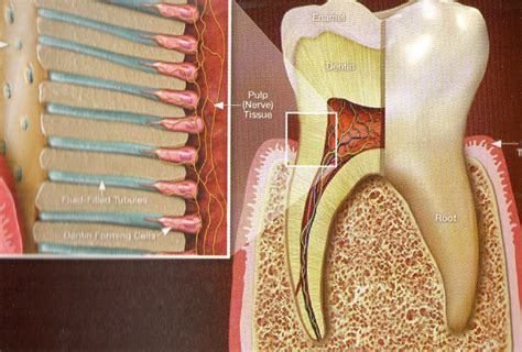 Significance of Teeth Sensitivity in Dreams: Could it Indicate Underlying Health Concerns?