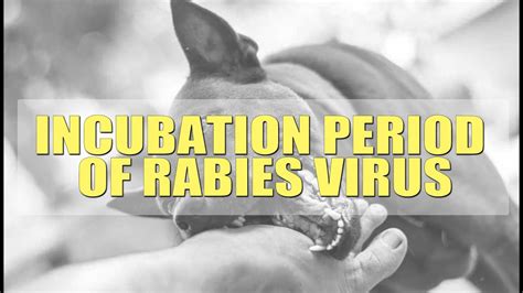 Silent But Deadly: The Incubation Period of Rabies