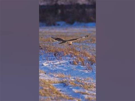 Silent Hunters: Unveiling the Elusive Hunting Strategies of Snowy Owls