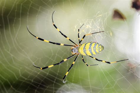 Silk Wonders: Exploring the Remarkable Characteristics of Spider Silk