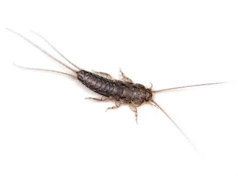 Silverfish Insects as Harbingers of Change and Transition in Dream Interpretations