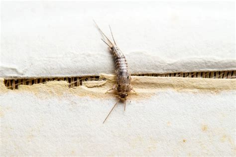 Silverfish Insects in Cultural Beliefs and Superstitions: Insights from Different Traditions