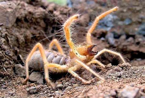 Size Matters: Investigating the Enormous Bodies of Hairy Spiders