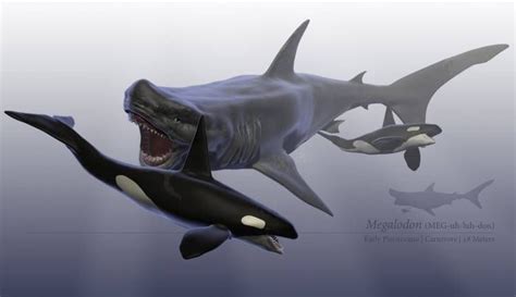 Sky Sharks: A Real Phenomenon or Urban Legend?