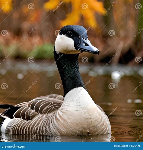 Sleep Patterns of Waterfowl: Insights from Research