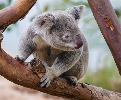 Slow and Steady: Understanding the Koala's Unique Lifestyle