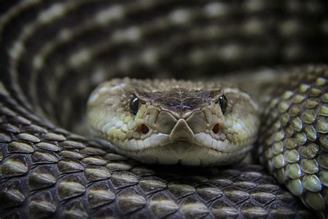 Snake Bites as a Wake-Up Call: What Your Dreams Could Be Trying to Tell You