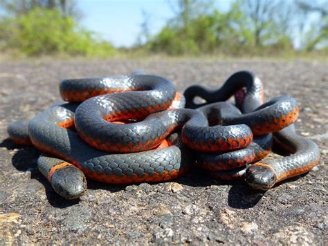 Snakes as Empowering Symbolic Figures in Dreams