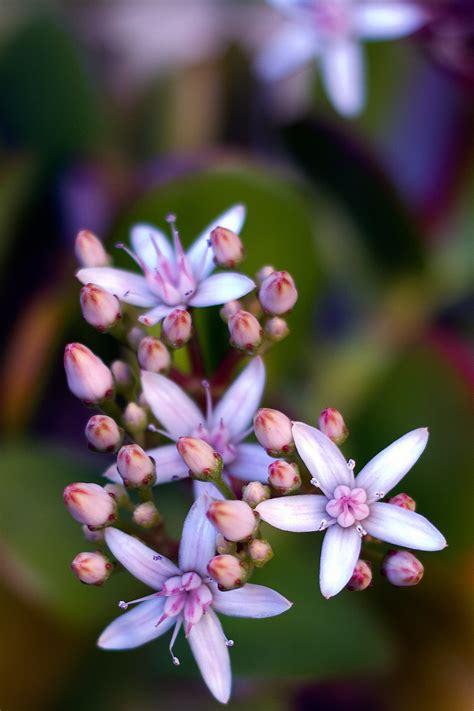 Social Media Presence and Impact of Jade Flower