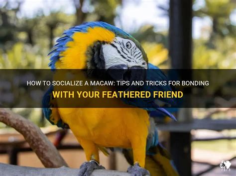 Socializing Your Feathered Friend: Introducing them to Other Furry Companions