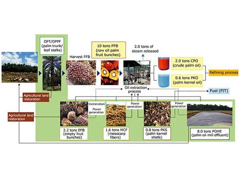 Societal Consequences of the Oil Palm Industry