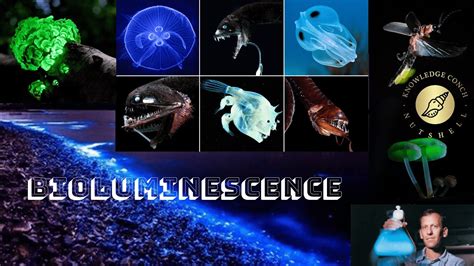 Sparkling Bioluminescence: The Dazzling Light Show of Abyssal Organisms