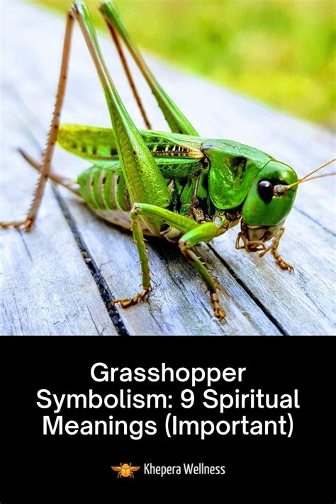 Spiritual and Metaphysical Significance of the Enigmatic Mahogany Grasshopper