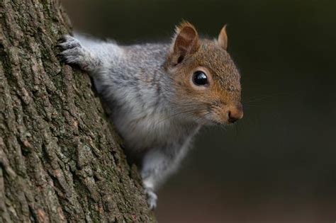 Squirrel Symbolism: Playfulness, Resourcefulness, and Adaptability