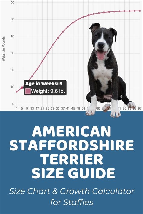 Staffie Babe's Height and Body Stats