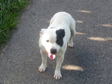 Staffie Babe: A Rising Star