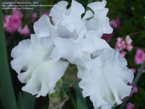 Standing Tall: The Elevation of Captivating Iris