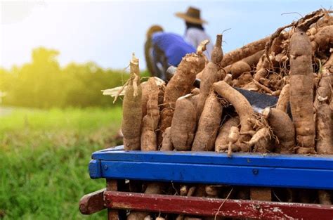 Start Your Cassava Farming Journey: Indispensable Tools and Resources