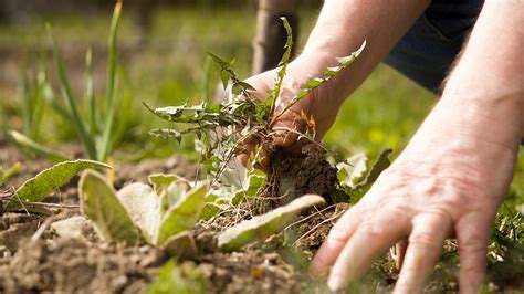 Start with Effective Weed Control Methods