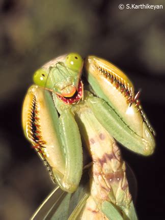 Startling Revelations: Can Praying Mantises Experience Vibrant Dreamscapes?