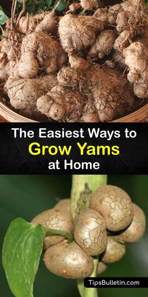 Step-by-Step Guide: Planting and Caring for Your Yam