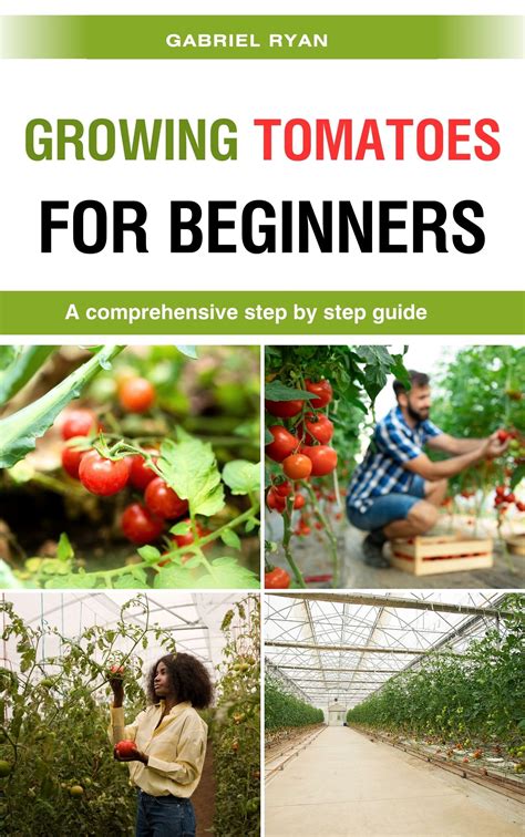 Step-by-step guide to cultivating thriving and bountiful tomato plants