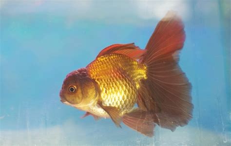 Steps to Fulfilling Your Ambition of Cultivating Goldfish