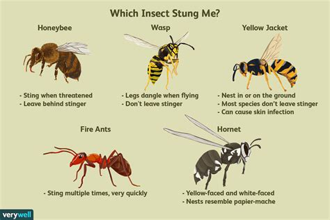 Stinging Insects in Nose: Symbolizing Conflict and Irritation