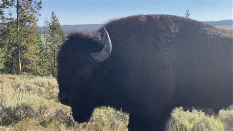 Strategies for Deciphering and Managing Bison Encounter Nightmares