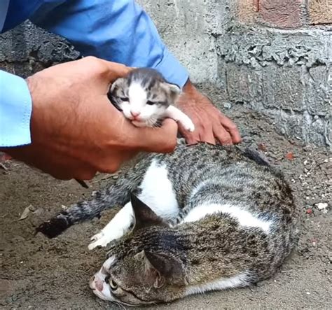 Struggling for Survival: The Battle of Vulnerable Felines and Their Last Ray of Hope