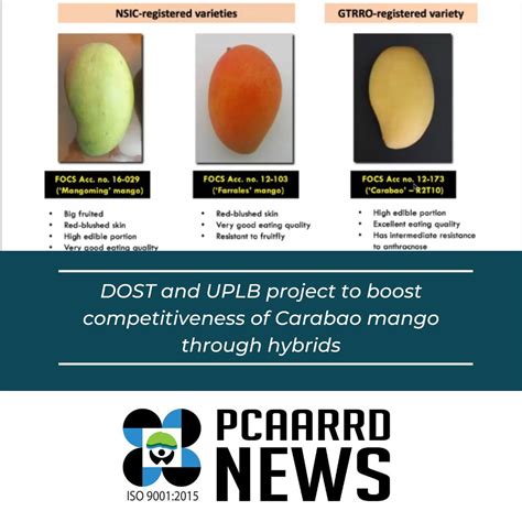 Successes and Achievements of Anata Mango