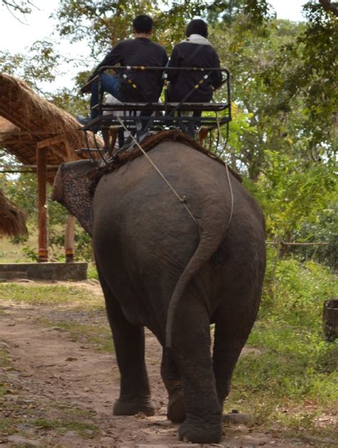 Support Conservation Efforts: Contribute to Elephant Welfare by Engaging in Elephant Riding