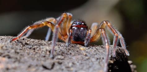 Supporting a Loved One: Assisting Someone with Arachnophobia