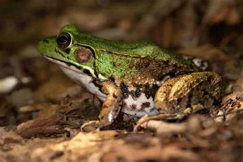 Survival Strategies: How Amphibians Adapt to Diverse Environments