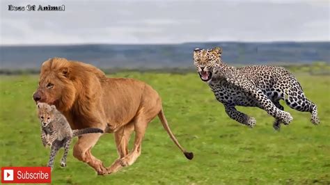 Survival Tactics in the African Wilderness: Strategies of Cheetahs vs. Lions