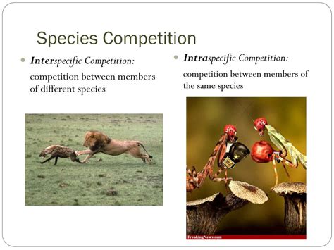 Survival of the Fittest: Ensuring Species Resilience through Interspecies Competition