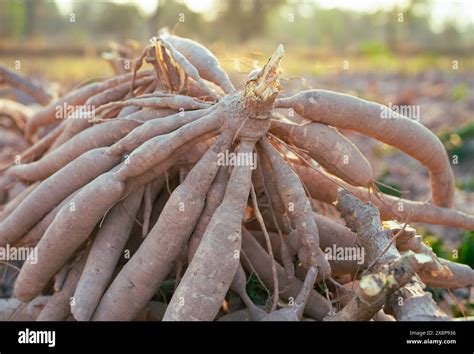 Sustainability of Cassava Cultivation: Environmental Advantages