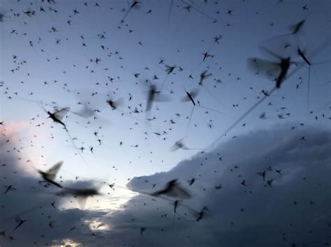 Swarm of Insects: A Sign of Disorder or Harmony?