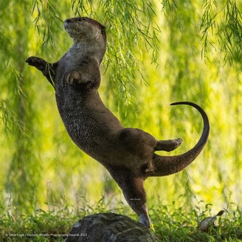 Swift Swimmers: Embracing the Unique Aquatic Maneuvers of River Denizens