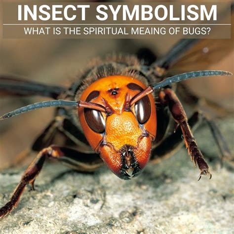 Symbolic Representation: Significance of Insects Beneath the Surface